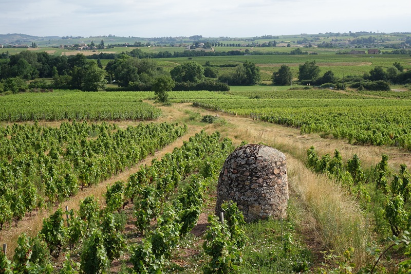 iDealwine dans les vignes Beaujolais paysage