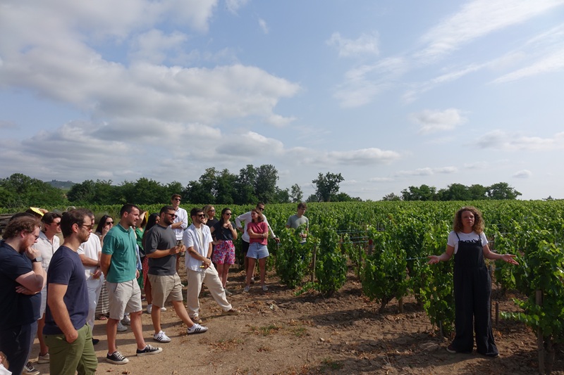 iDealwine dans les vignes Marcel Lapierre vignes