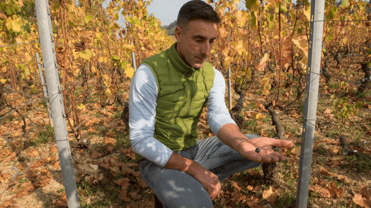 Lire la suite à propos de l’article Domaine Lorenzon : des vignes hautes en Côte Chalonnaise
