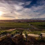 Zoom sur Greywacke, l’art du sauvignon néo-zélandais