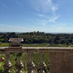 Vendanges 2025 : l’expérience de l’équipe d’iDealwine