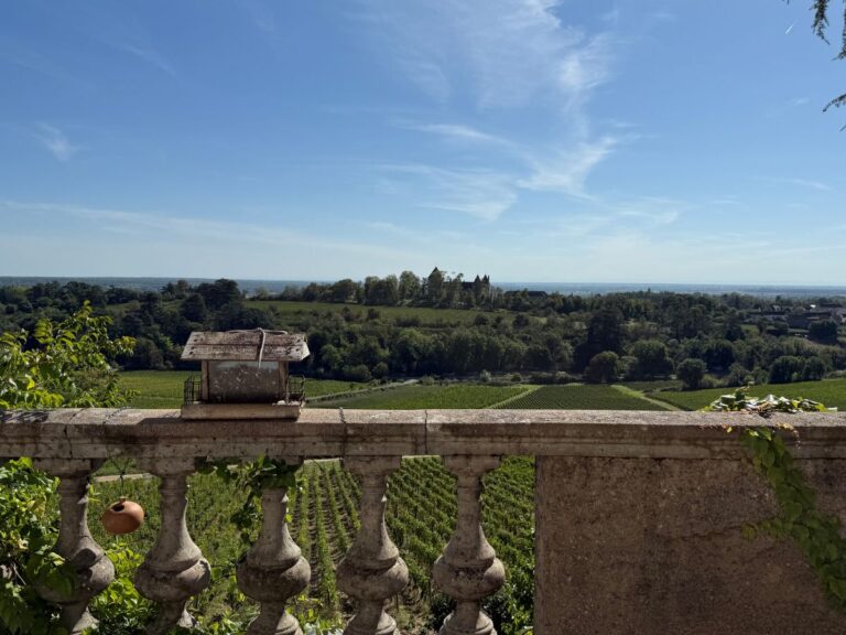 Lire la suite à propos de l’article Vendanges 2025 : l’expérience de l’équipe d’iDealwine