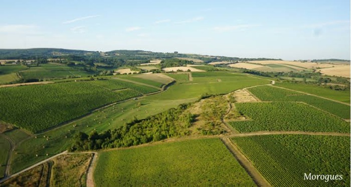 vignes menetou salon © Henry Pellé