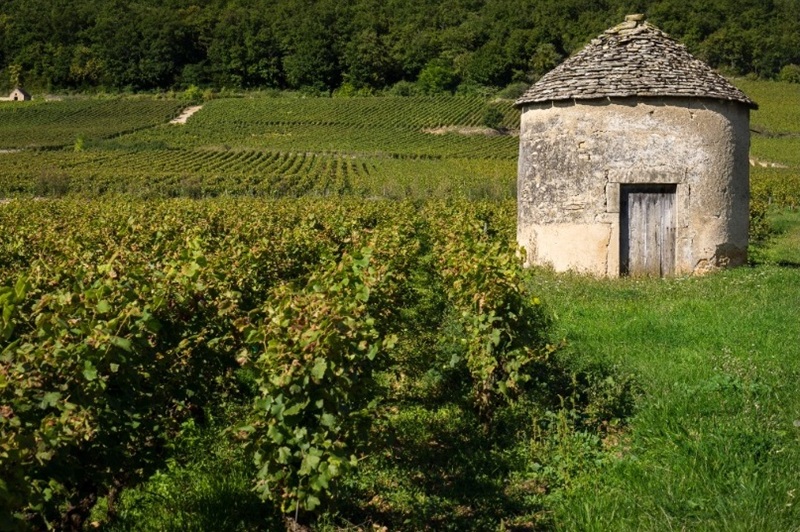 Cabotte bourgogne vignes