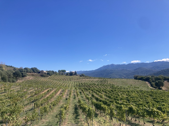 vignes vaccelli