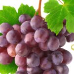 Le chardonnay rose entre dans l&rsquo;AOC Champagne