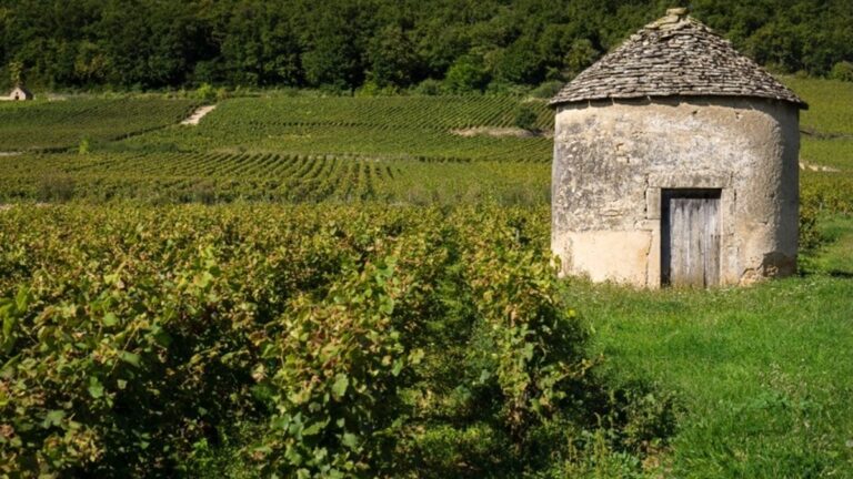 Lire la suite à propos de l’article Quand Bouchard Père & Fils créé le Domaine des Cabottes