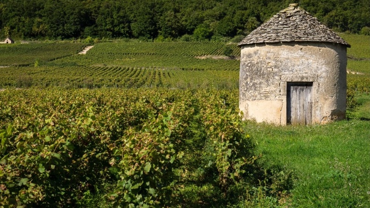 Lire la suite à propos de l’article Quand Bouchard Père & Fils créé le Domaine des Cabottes