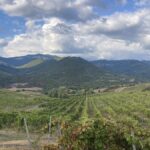 Voyage en Corse : à la (re)découverte de grands vins