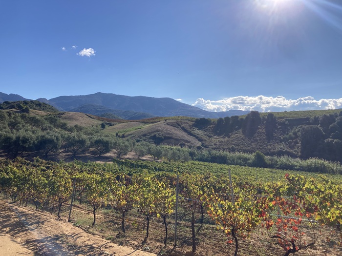 sant armettu vins