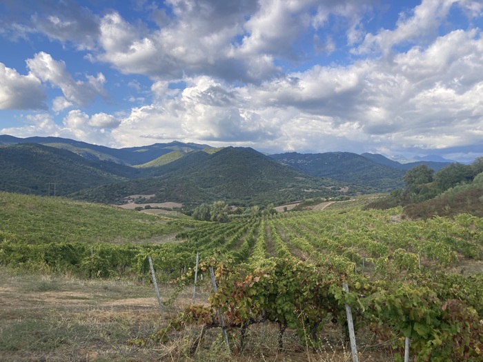 vignoble corse