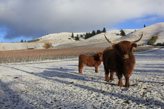 Burn Cottage Vineyard Nouvelle Zélande Highland cows iDealwine