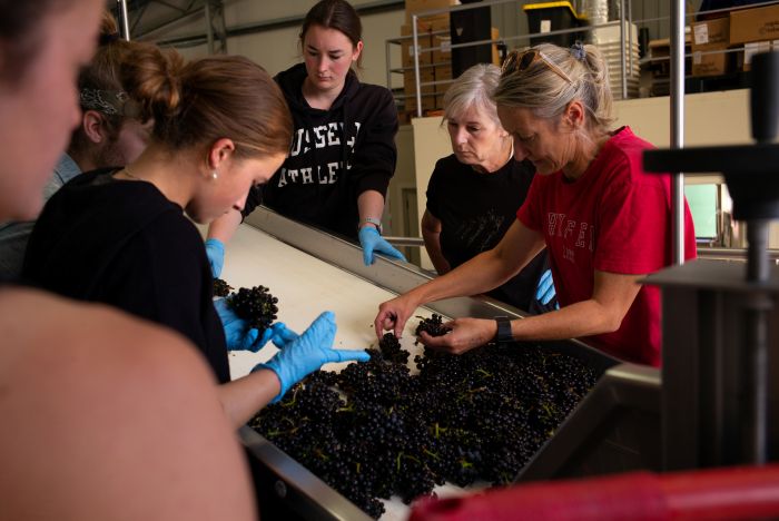 Burn Cottage Vineyard triage iDealwine