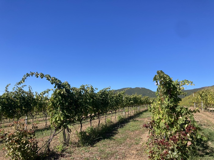 quartz blanc vaccelli