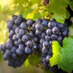 Les notes du millésime 2023