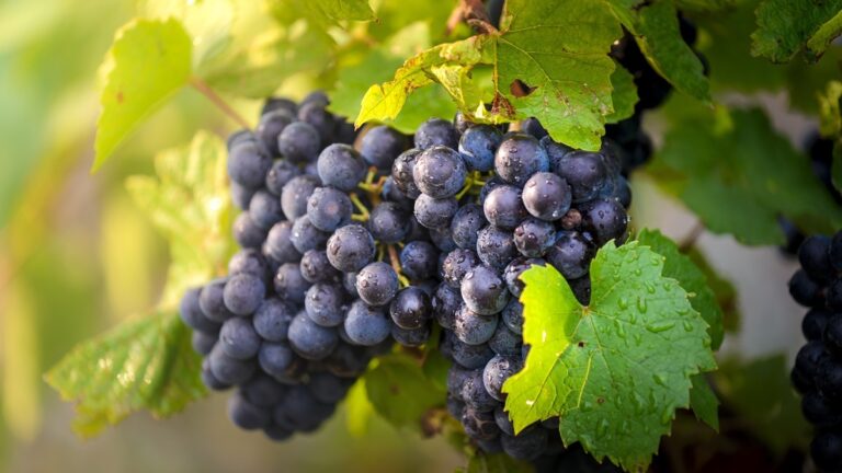 Lire la suite à propos de l’article LES NOTES DU MILLESIME 2023