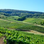 Domaine de la Renardière, l’étoile montante de Pupillin