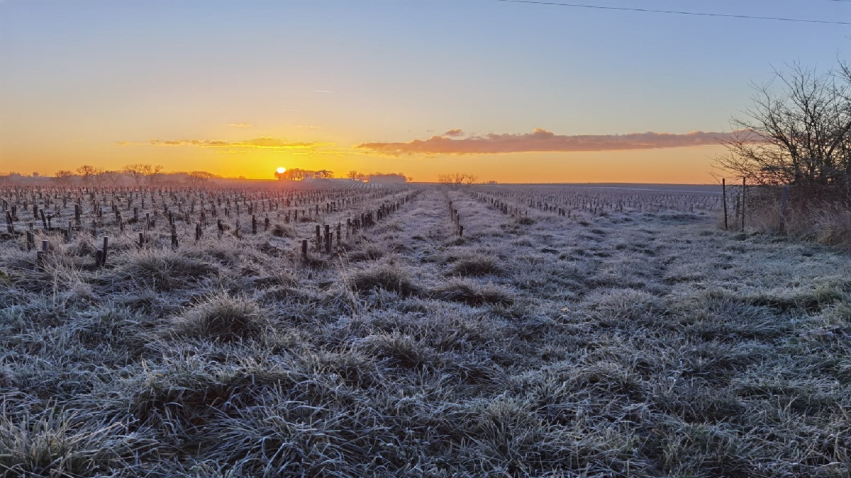 Lire la suite à propos de l’article Château de Bonnezeaux : des chenins secs angevins sur une terre de liquoreux