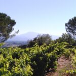 Font de Courtedune : une valeur sûre de Châteauneuf-du-Pape