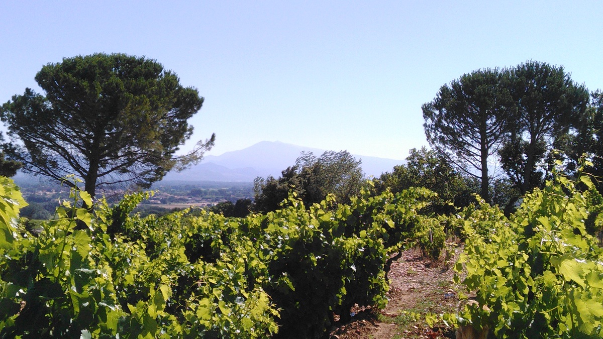 Lire la suite à propos de l’article Font de Courtedune : une valeur sûre de Châteauneuf-du-Pape