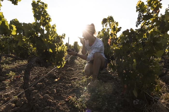 Hélène Charbaut vignes