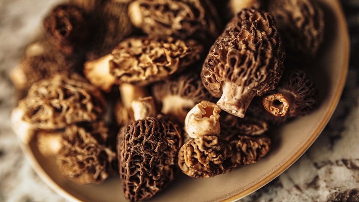 Lire la suite à propos de l’article Quel vin boire avec des morilles ?
