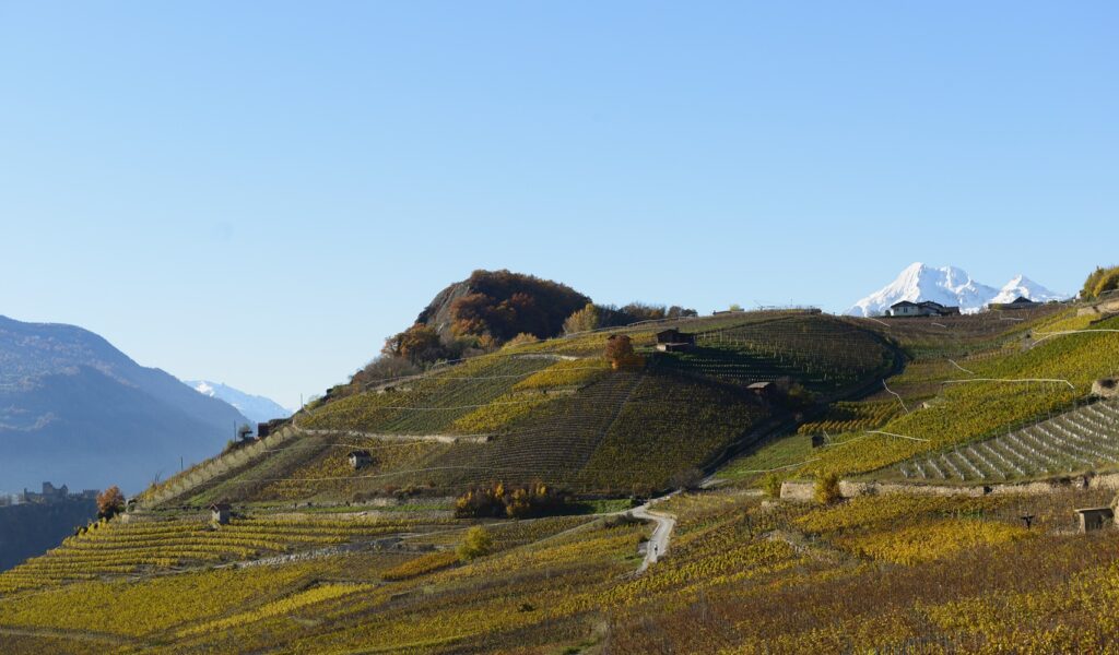 Vignes de la Vallée du Rhône