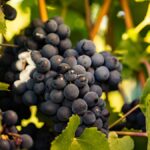 La syrah dans tous ses états !