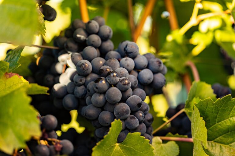 Lire la suite à propos de l’article La syrah dans tous ses états !