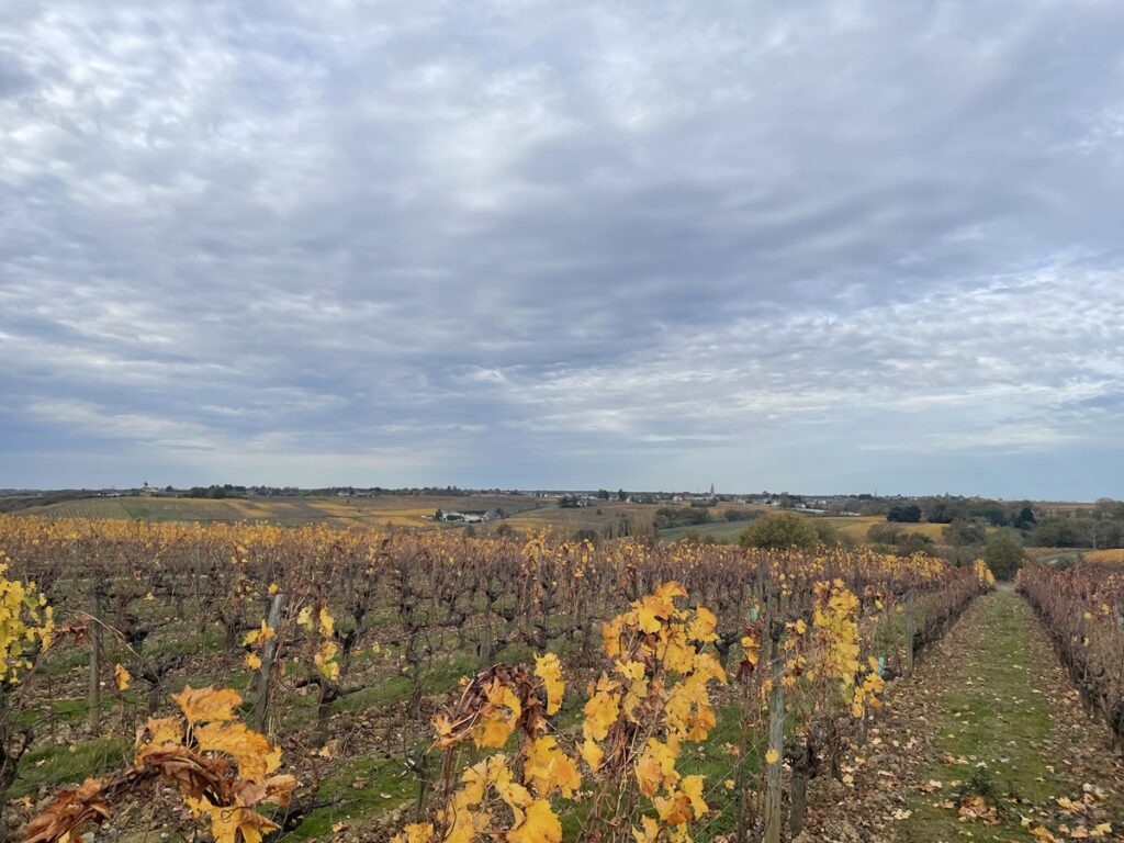 vignes Pierre Menard