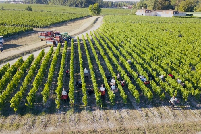 vendanges larrivet haut brion