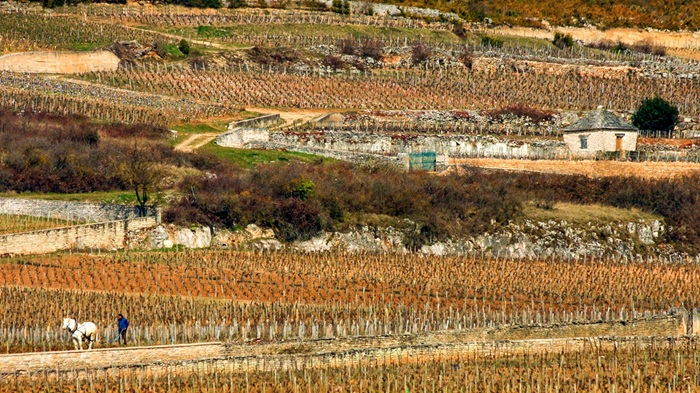 bachelet ramonet chassagne