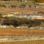 Domaine Bachelet-Ramonet : classicisme à Chassagne-Montrachet