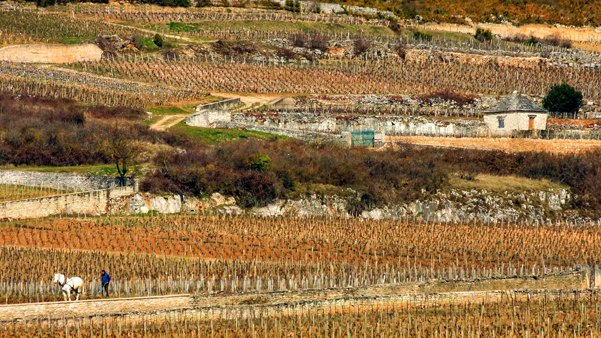Lire la suite à propos de l’article Domaine Bachelet-Ramonet : classicisme à Chassagne-Montrachet