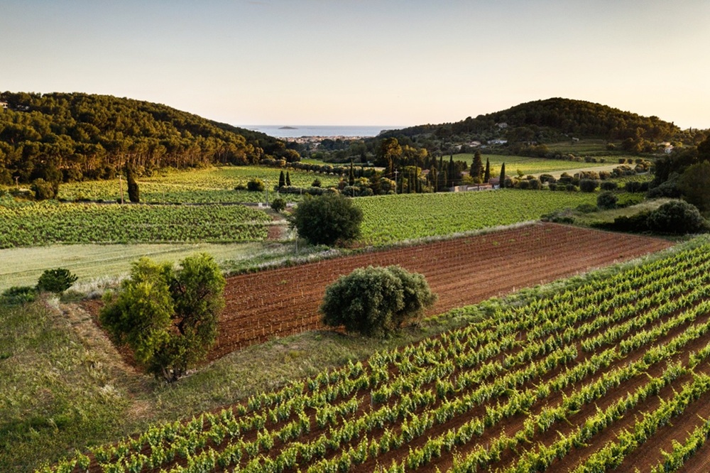 Vignes de Bandol rosé
