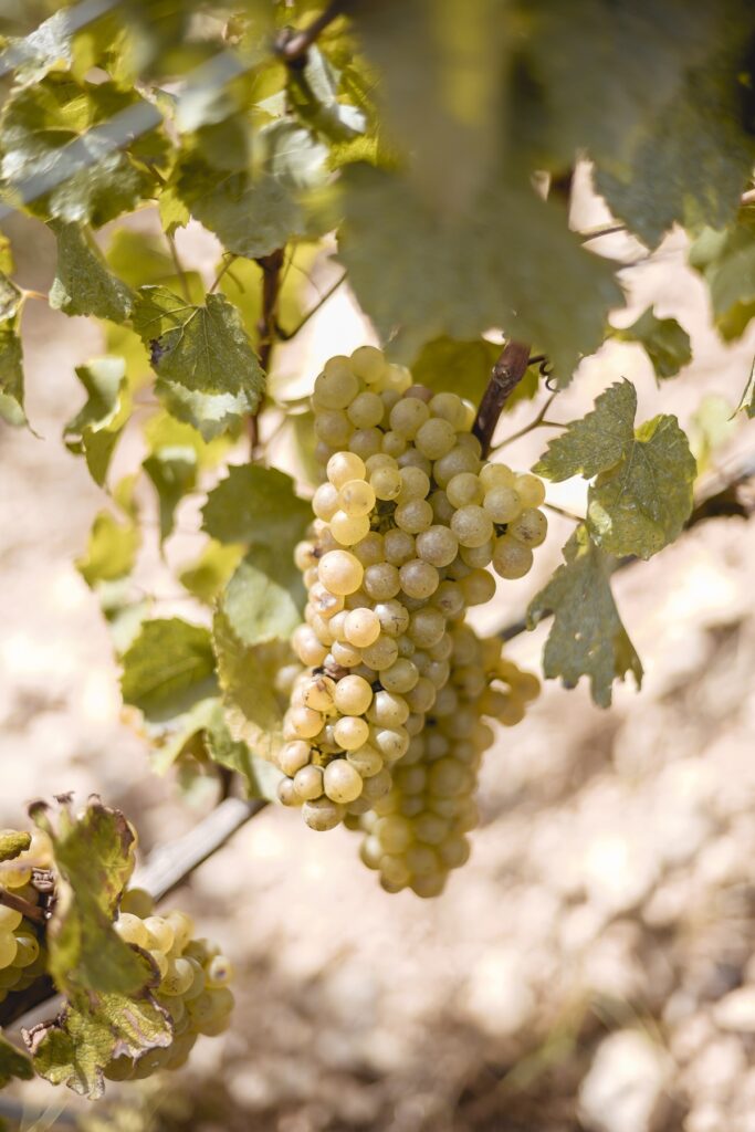 Grappe de Chardonnay Meursault domaine Rougeot