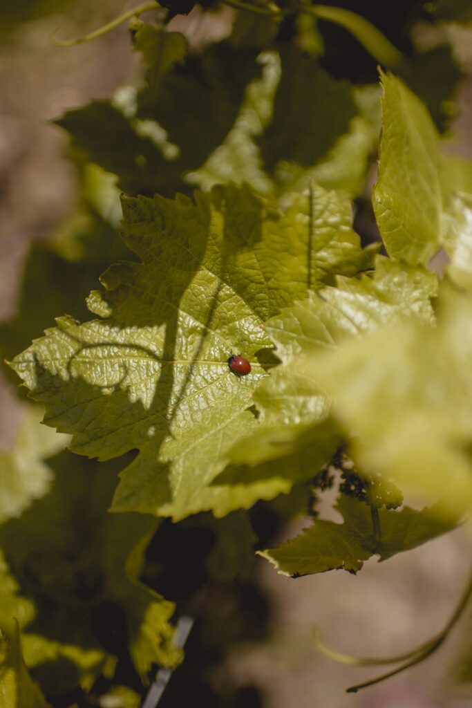 Coccinelle sur une feuille de vignes meursault domaine Rougeot