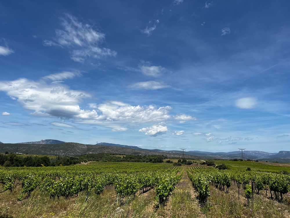 Vignes Languedoc, l'équipe d'iDealwine visite ses domaines partenaires