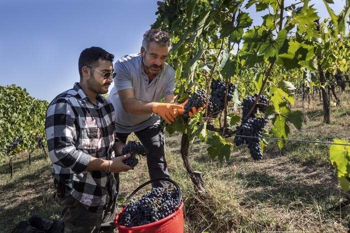 Marroneto Iacopo e Alessandro viticulture
