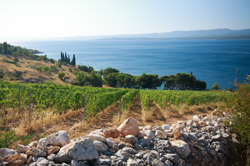 Vignes rosé de Provence, mer