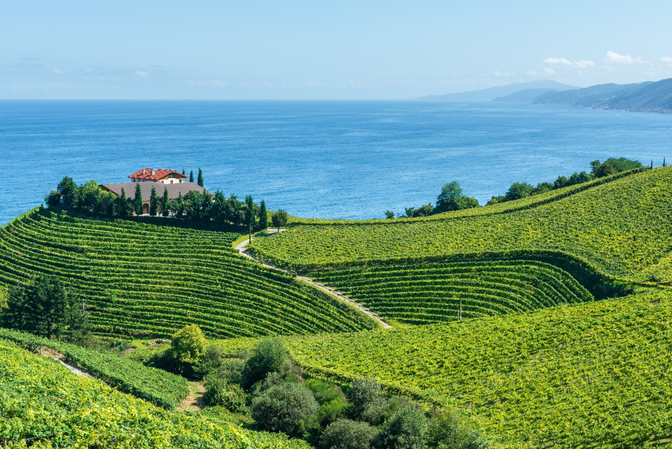 vignes espagne