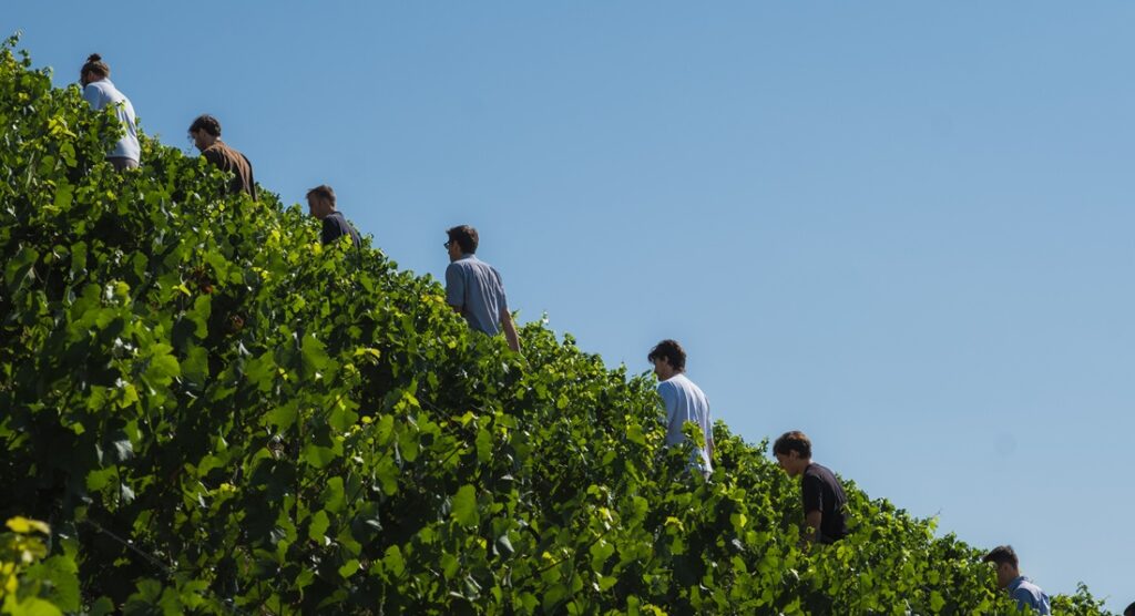 Clos des Goisses, équipe d'iDealwine