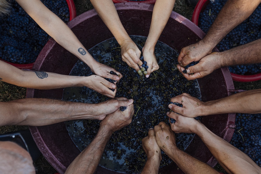 vinification au domaine Scarbolo