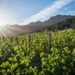 Bell Hill : pinot noir et chardonnay à la néo-zélandaise