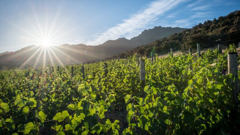 Lire la suite à propos de l’article Bell Hill : pinot noir et chardonnay à la néo-zélandaise