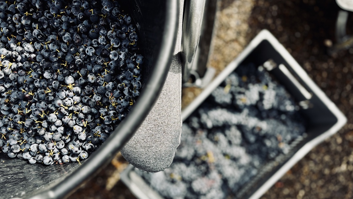 Lire la suite à propos de l’article Pierre Olivier Garcia : un micro négoce-vigneron à la méthode singulière