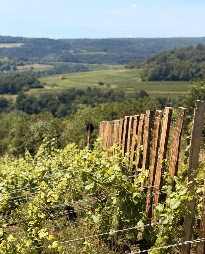 vignes pierre olivier garcia